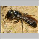 Chelostoma florisomne - Scherenbiene w01c 8mm bei Lehmaufnahme fuer Nestverschluss - OS-Wallenhorst-Tongrube - det.jpg